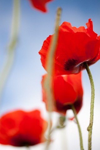 Poppies Klatschmohn Papaver rhoeas